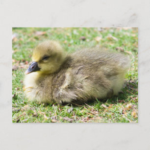 Cute Greylag Gosling Postcard