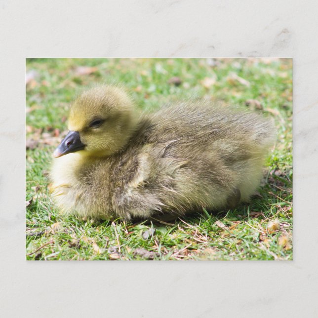 Cute Greylag Gosling Postcard (Front)