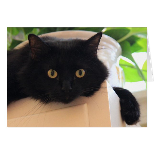 Cute Gros Oeil Chat noir, notes blanches (Devant Horizontal)