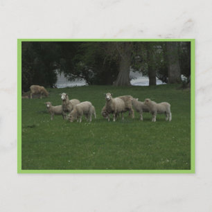 Cute Group Of Sheep Eating Grass Postcard