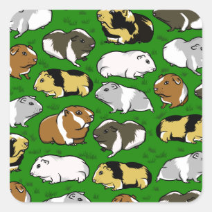Cute guinea pig pattern square sticker