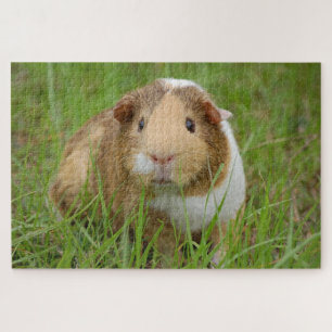 Cute guinea pig photo jigsaw puzzle