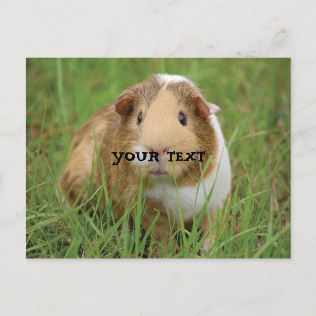 Cute Guinea Pig Postcard (Front)