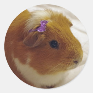 Cute Guinea pig stickers
