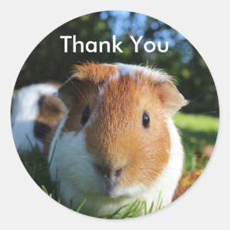Cute Guinea Pig Thank You Classic Round Sticker