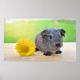 Cute Guinea Pig with Flower Poster