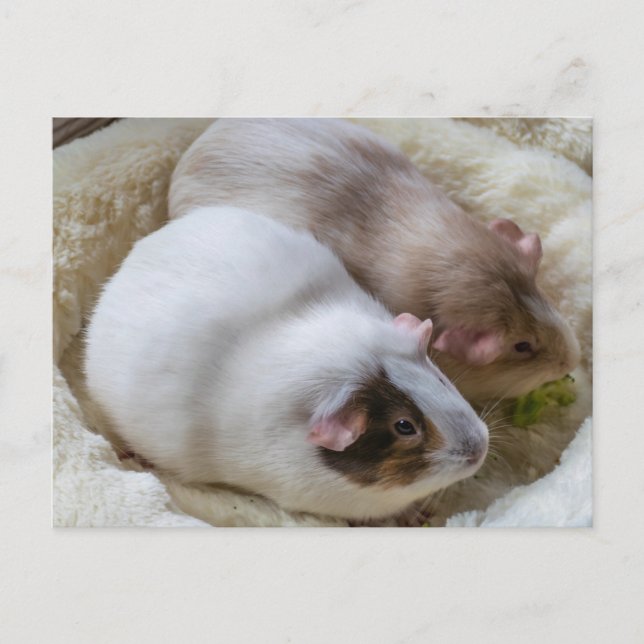 Cute Guinea pigs view postcard (Front)