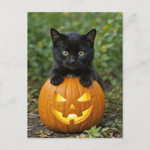 Cute Halloween Back Cat and Jack O Lantern Holiday Postcard
