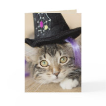 Cute Halloween Kitten Witch