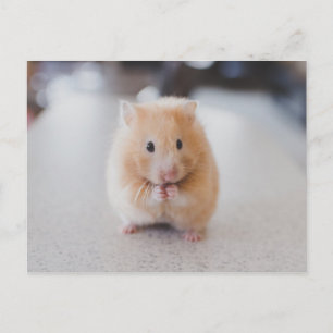 Cute hamster postcard