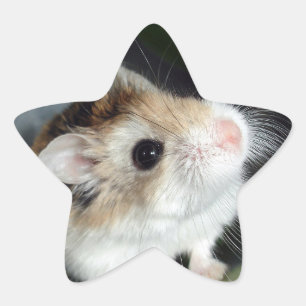 Cute Hamster Star Stickers