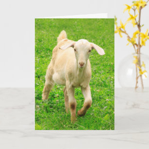 Cute Happy Little Goat Birthday Card