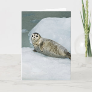 Cute Harbour Seal on Snow Card
