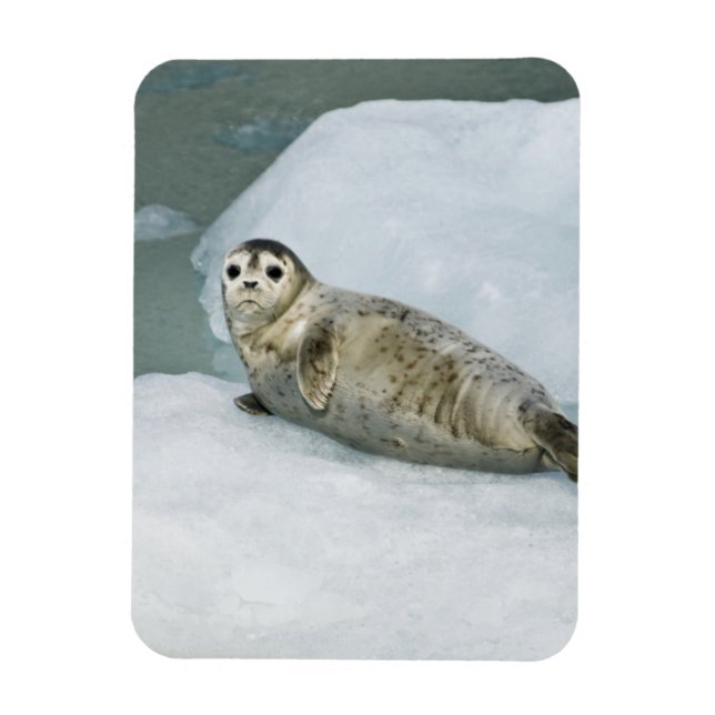 Cute Harbour Seal on Snow Magnet (Vertical)