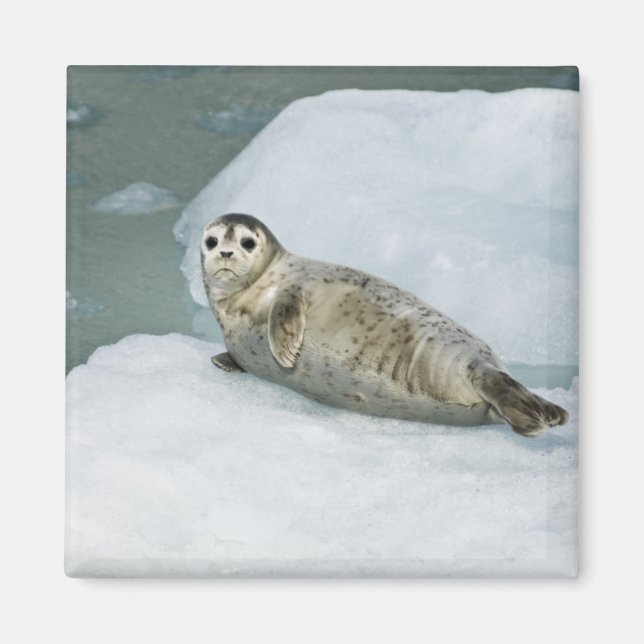 Cute Harbour Seal on Snow Magnet (Front)