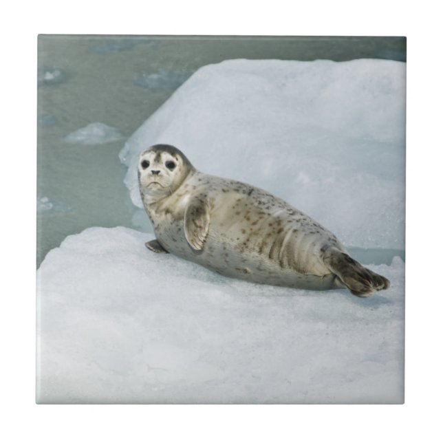 Cute Harbour Seal on Snow Tile (Front)