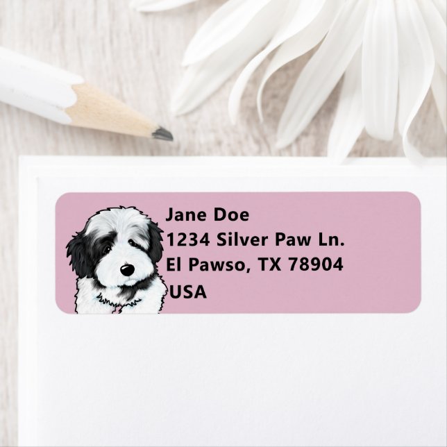 Cute Havanese (Insitu)