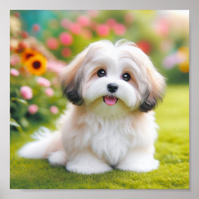 cute Havanese dog Poster (Front)