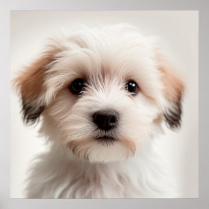 Cute Havanese Puppy Dog Portrait Poster (1)