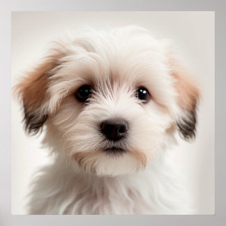 Cute Havanese Puppy Dog Portrait Poster (1)