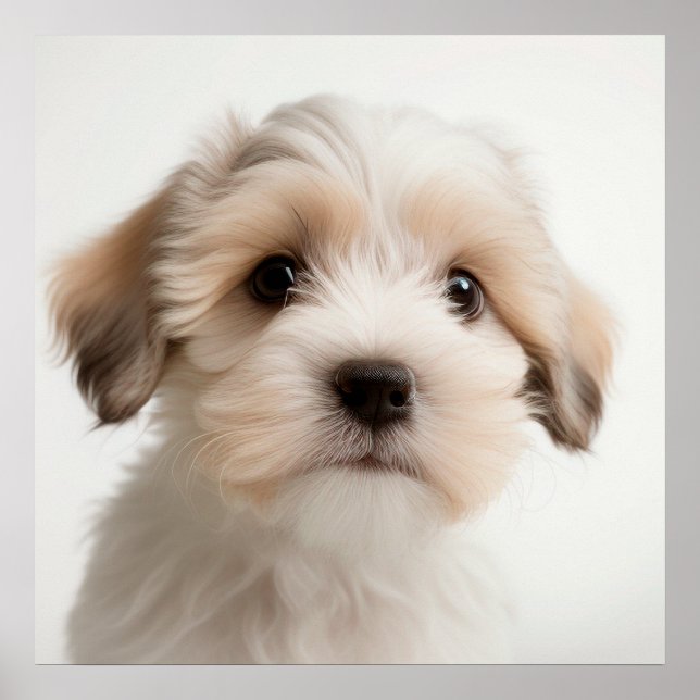 Cute Havanese Puppy Dog Portrait Poster (2) (Front)
