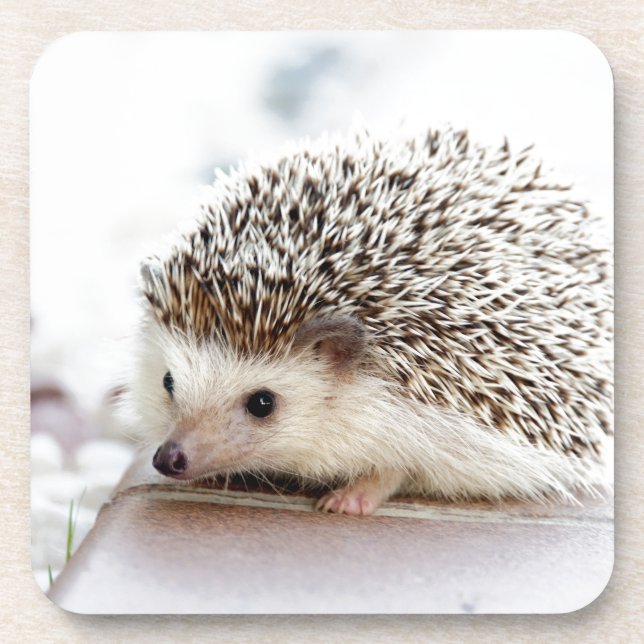 Cute Hedgehog Coaster (Front)