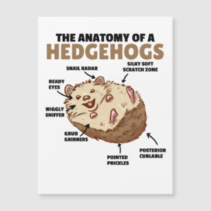 Cute Hedgehog Explanation Anatomy Of A Hedgehogs
