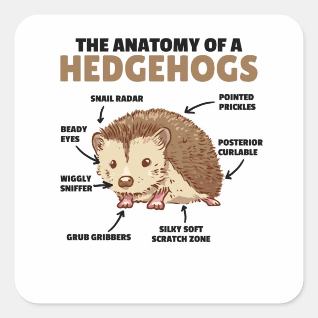 Cute Hedgehog Explanation Anatomy Of A Hedgehogs Square Sticker (Front)