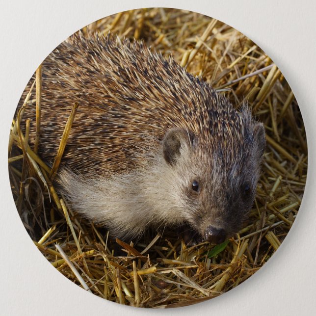 Cute Hedgehog In Stubble Field 6 Inch Round Button (Front)