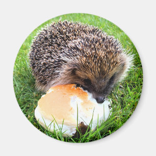 CUTE HEDGEHOG MAGNET