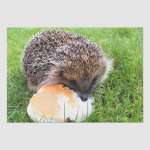 CUTE HEDGEHOG TISSUE PAPER