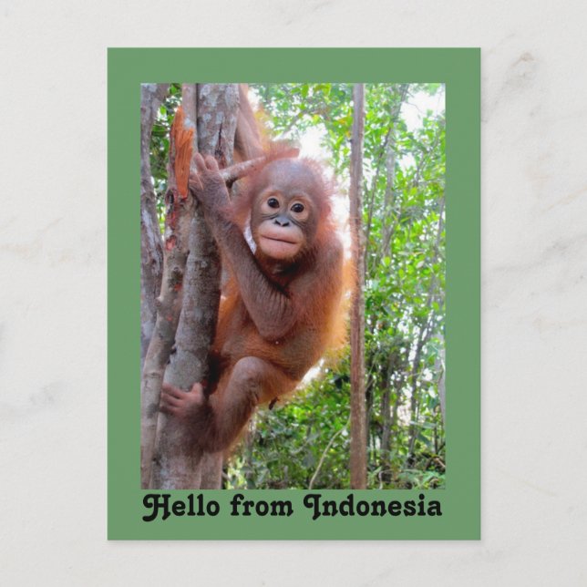 Cute Hello from Indonesia Postcard (Front)