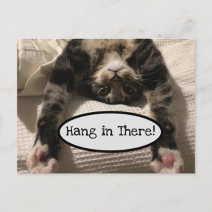 Cute Henry Cat Hang in There Photo Postcard