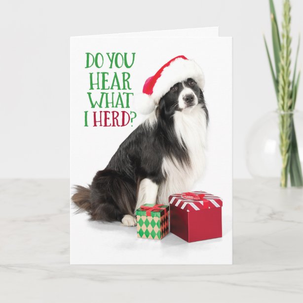 Border Collie Christmas Cards | Zazzle CA