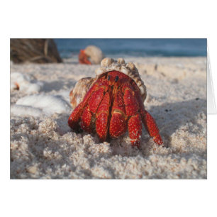 Cute Hermit Crab on White Sandy Beach Closeup