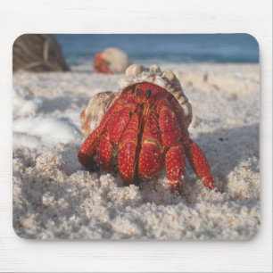 Cute Hermit Crab on White Sandy Beach Closeup Mouse Pad