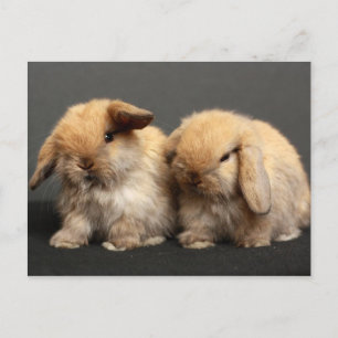 Cute Holland Lop Kits Postcard