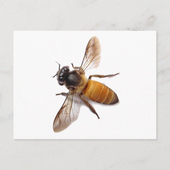 Cute honey bee bee bumble bee postcard (Front)
