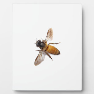 Cute Honey Bee bee bumblebee  Plaque