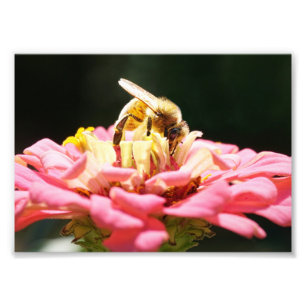 Cute Honeybee on a Pink Zinnia Flower Photo Print