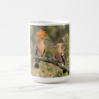 Cute Hoopoe Bird Pair Nature Women's T-Shirt Coffee Mug