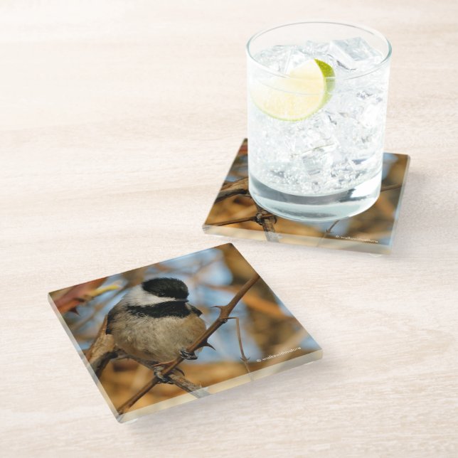 Cute Hopeful Black-Capped Chickadee Songbird Glass Coaster (Angled)