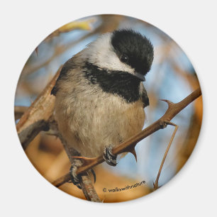 Cute Hopeful Black-Capped Chickadee Songbird Magnet