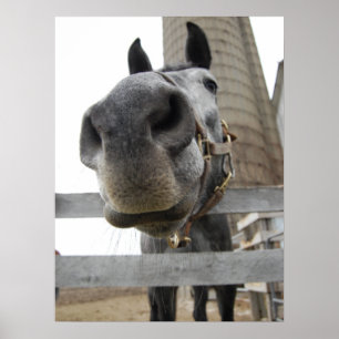 Cute Horse Close Up Poster