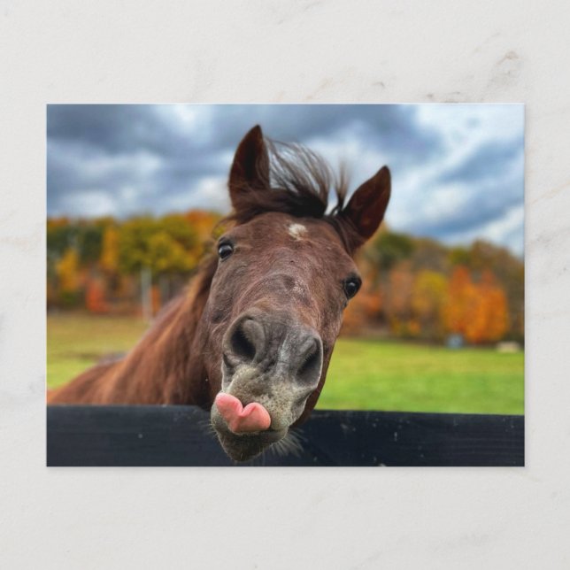 Cute horse postcard (Front)