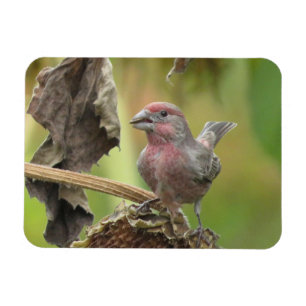 Cute House Finch Manger Tournesol Graine Magnet