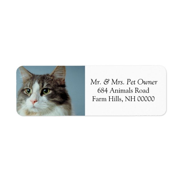 Cute Housecat Return Address Stickers Labels (Front)