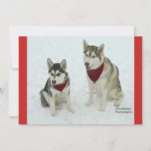 Cute Huskies sending Christmas cheer Holiday Card