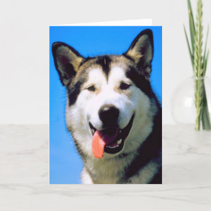 Cute husky dog photo customizable greeting card