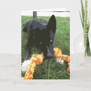 Cute Husky Lab Dog With Rope Toy Black Card